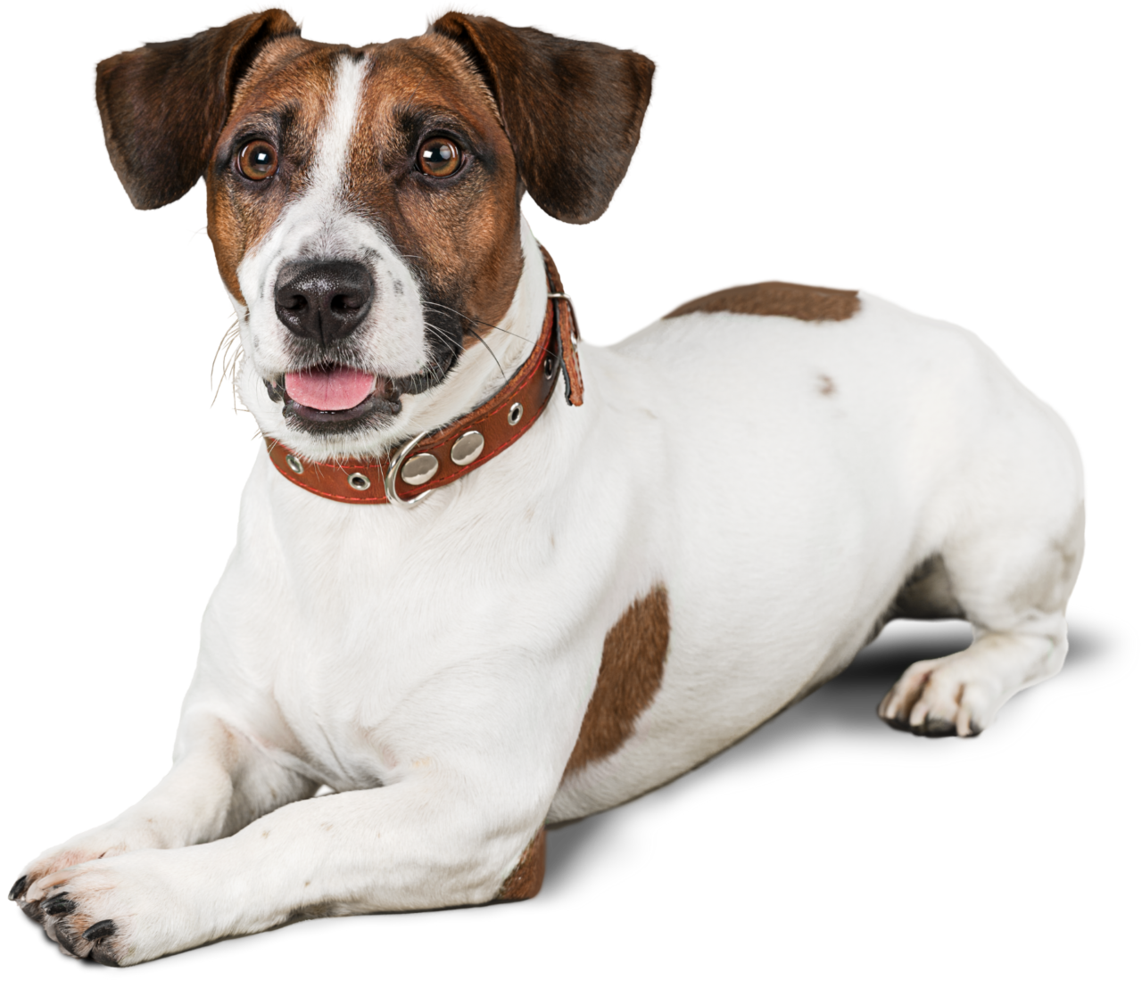 Naples, FL Veterinary Services Affordable PetCare Hospital